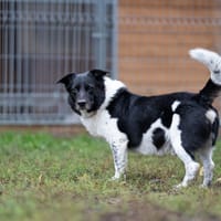 Laki, pies do adopcji