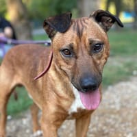 Hepcio, pies do adopcji