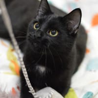 Bagera, kotka do adopcji