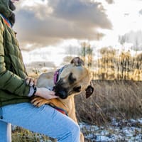 Merida, suczka do adopcji