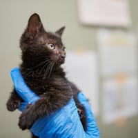 Lara, kotka do adopcji