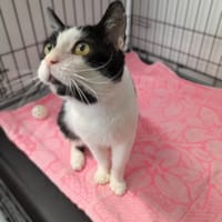 Solas, kot do adopcji