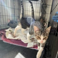 Vega, kotka do adopcji