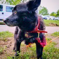 Lucek, pies do adopcji