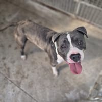 Blues, pies do adopcji