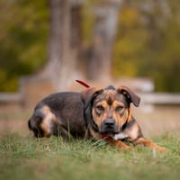Szarik, pies do adopcji