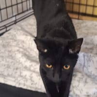 Obsydian, kot do adopcji
