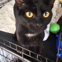 Obsydian, kot do adopcji