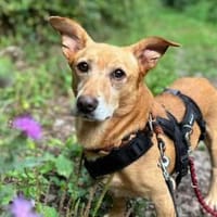 Franzl - Der Freundliche, Hund zur Adoption