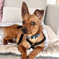 Leon - Kleiner, lieber Rüde auf PS in BW, Hund zur Adoption