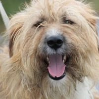 Ilio - hübscher Wuschelrüde, Hund zur Adoption