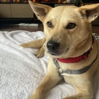 Zelka wartet auf PS in Berlin!, Hündin zur Adoption