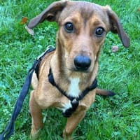 ♥Luca♥ CharmingBoy wartet 48153 Münster, Hund zur Adoption