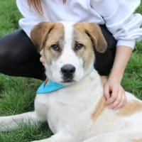 Yaro hat seinen Koffer schon gepackt, Hund zur Adoption