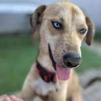Simon - Sanfter Rüde auf PS in Hessen, Hund zur Adoption