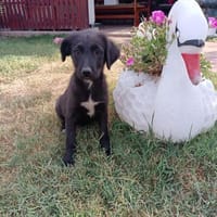 Kate ein zauberhaftes Mädchen, Hündin zur Adoption