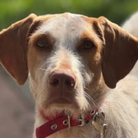 Zoe ein treuer Begleiter, Hündin zur Adoption