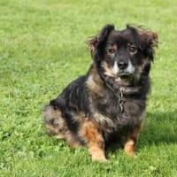Goldschatz FRODO sucht sein Zuhause, Hund zur Adoption