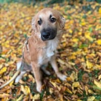 Carlos sucht seine Familie, Hund zur Adoption
