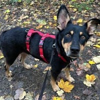 Bali - aufgeschlossen und kinderlieb, Hund zur Adoption