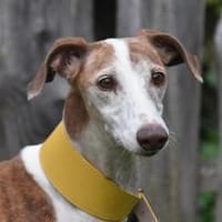 RUBIA, Hündin zur Adoption