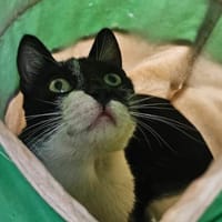 Hanni, Katze zur Adoption