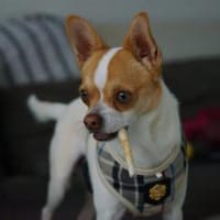 Chico sucht einfühlsames Zuhause, Hund zur Adoption
