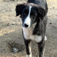 auf Pflegestelle in 91781, Hündin zur Adoption