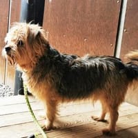 Lumpi, trauert im Tierheim sehr, Hund zur Adoption