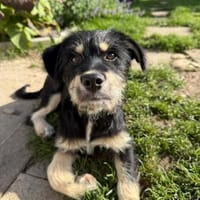 Hundekind sucht Bestplatz, Hündin zur Adoption
