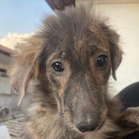 Kaya, geb. 05/2025, 95168 Marktleuthen, Hündin zur Adoption