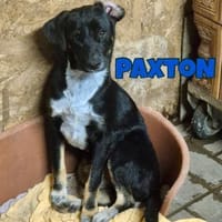 Praxton sucht seine Familie oder Pfleges, Hund zur Adoption