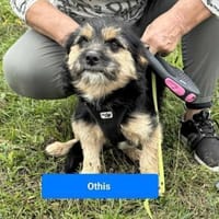 Othis möchte gerne ein eigenes Körbchen, Hund zur Adoption