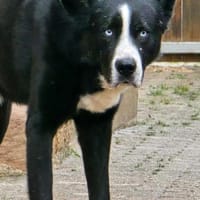 Max - Husky-Mix, Hund zur Adoption