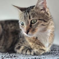 Die liebe FEE sucht ein Zuhause, Katze zur Adoption