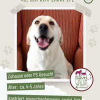 Efe sucht ab Dezember ein zu Hause, Hund zur Adoption