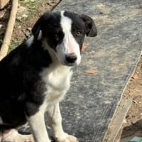 auf Pflegestelle in 91781, Hündin zur Adoption