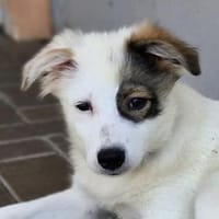 Rosi, Hündin zur Adoption