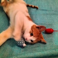 kleines Katerle Leo sucht Zuhause, Kater zur Adoption