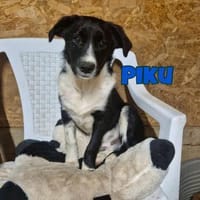 Piku sucht sein Zuhause oder Pflegestell, Hund zur Adoption