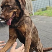 Pflegehündin Luce sucht ihr Glück, Hündin zur Adoption