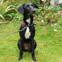 MEDDIE - wundervolles Hundemädchen, Hündin zur Adoption