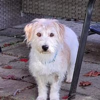 Bobo,unkomplizierter, hübscher  Wuschel, Hund zur Adoption