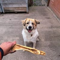 Luben - großer Spassvogel sucht Garten, Hund zur Adoption