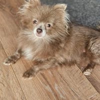 Inez°, Hündin zur Adoption