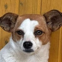 PAULINA-zuckersüße Jung-Hündin,45 cm, Hündin zur Adoption