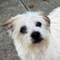 CHARLY-zauberhafter Wuschel-Rüde,28 cm, Hund zur Adoption