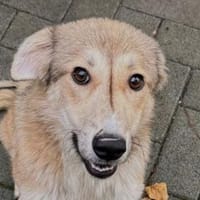 WANDA-NOTFALL-hübsche Jung-Hündin,46cm, Hündin zur Adoption