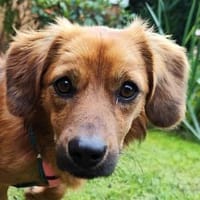 SARAH-zuckersüße, kleine Hündin, 34 cm, Hündin zur Adoption