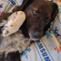 Isla- Ruhige Hündin mit sanftem Wesen..., Hündin zur Adoption